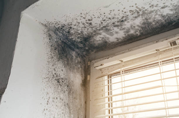 Affordable Mold Removal solutions in Ashland, IL